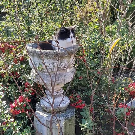 Aparthotel Zloty Trakt I Rowery *